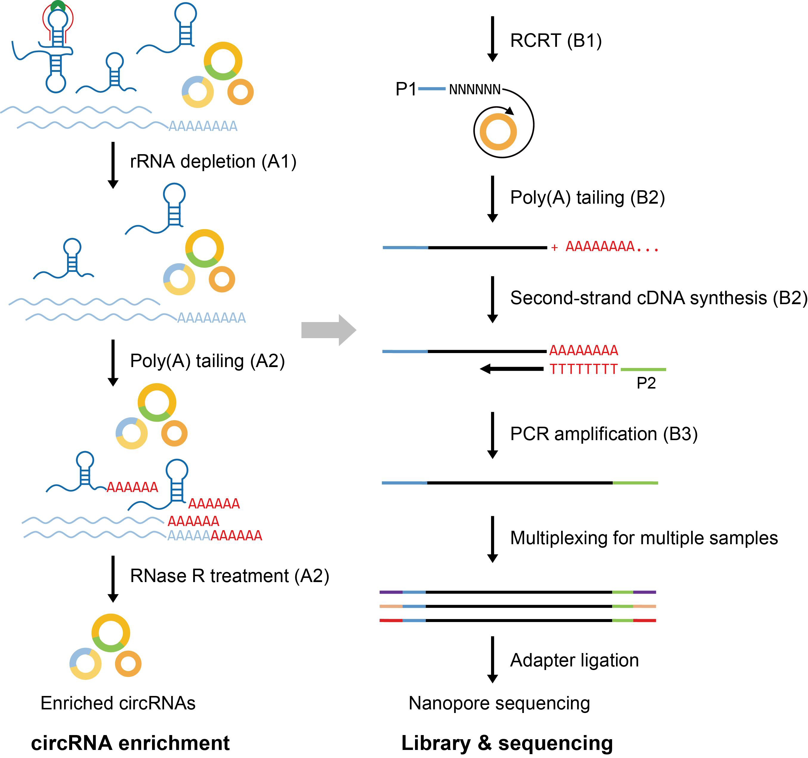 circFL-seq library construction workflow