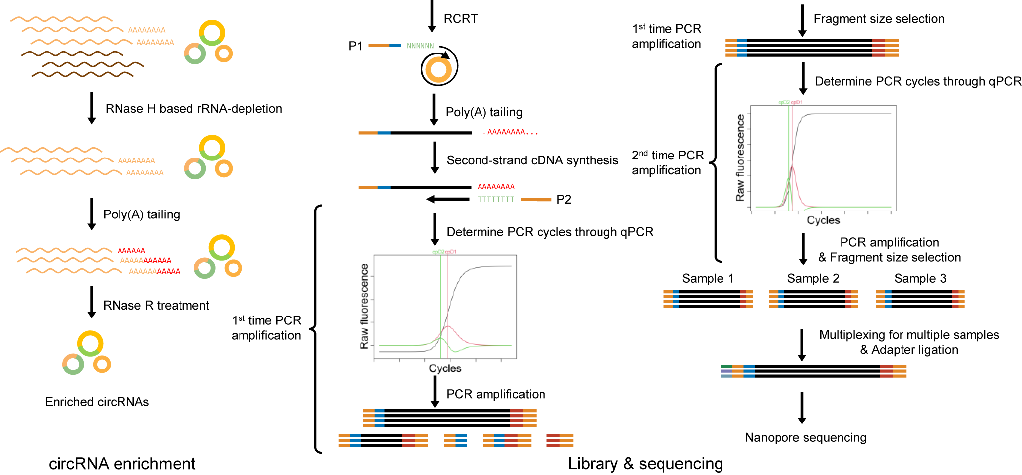 ucircFL-seq library construction workflow